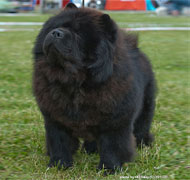 North Eastern Chow Chow Club