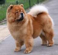 North Eastern Chow Chow Club