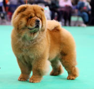 North Eastern Chow Chow Club