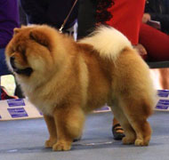 North Eastern Chow Chow Club