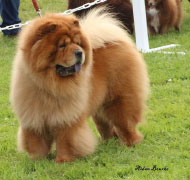 North Eastern Chow Chow Club