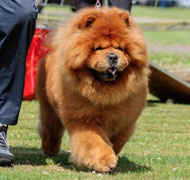 North Eastern Chow Chow Club