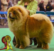 North Eastern Chow Chow Club