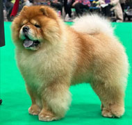 North Eastern Chow Chow Club