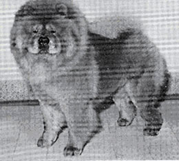 North Eastern Chow Chow Club