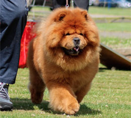 North Eastern Chow Chow Club