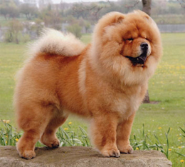 North Eastern Chow Chow Club