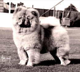 North Eastern Chow Chow Club