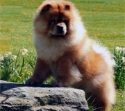 North Eastern Chow Chow Club