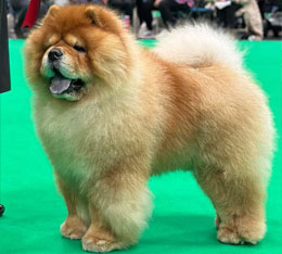 North Eastern Chow Chow Club