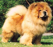 North Eastern Chow Chow Club