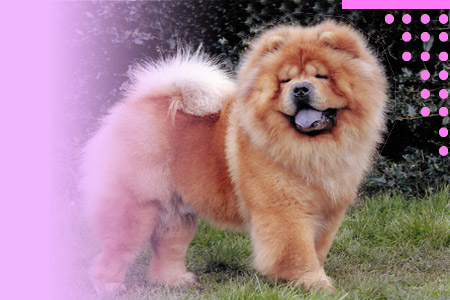 North Eastern Chow Chow Club