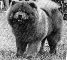 North Eastern Chow Chow Club