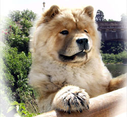 North Eastern Chow Chow Club