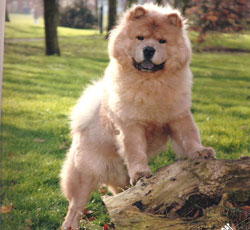 North Eastern Chow Chow Club