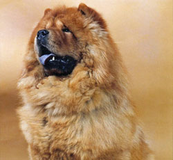 North Eastern Chow Chow Club