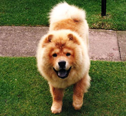 North Eastern Chow Chow Club