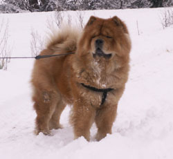 North Eastern Chow Chow Club