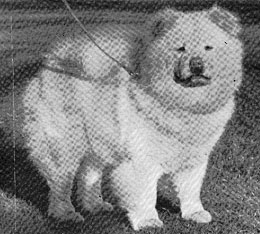 North Eastern Chow Chow Club