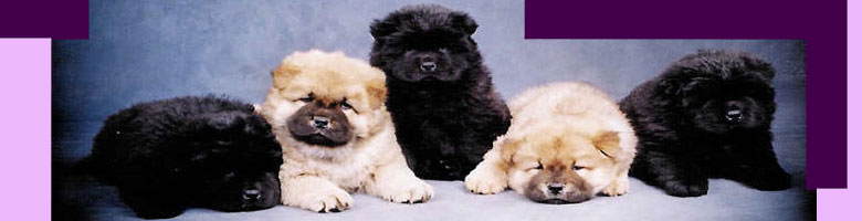 North Eastern Chow Chow Club