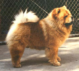 North Eastern Chow Chow Club