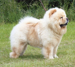 North Eastern Chow Chow Club